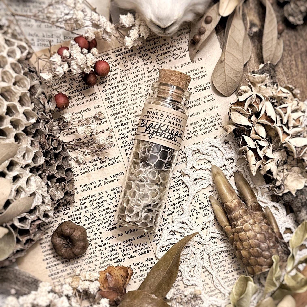 Real Blackhead Python Snake Skin in Glass Vial