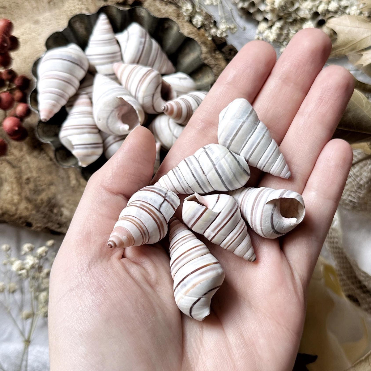 Collection of 5 Small Candy Cane Snail Shells