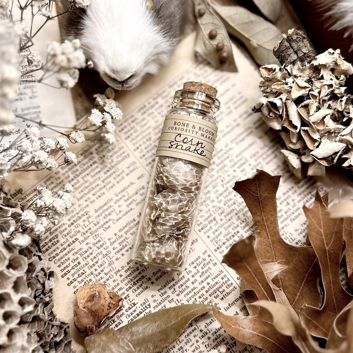 Real Corn Snake Skin in Glass Vial