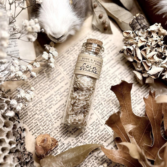 Real Corn Snake Skin in Glass Vial