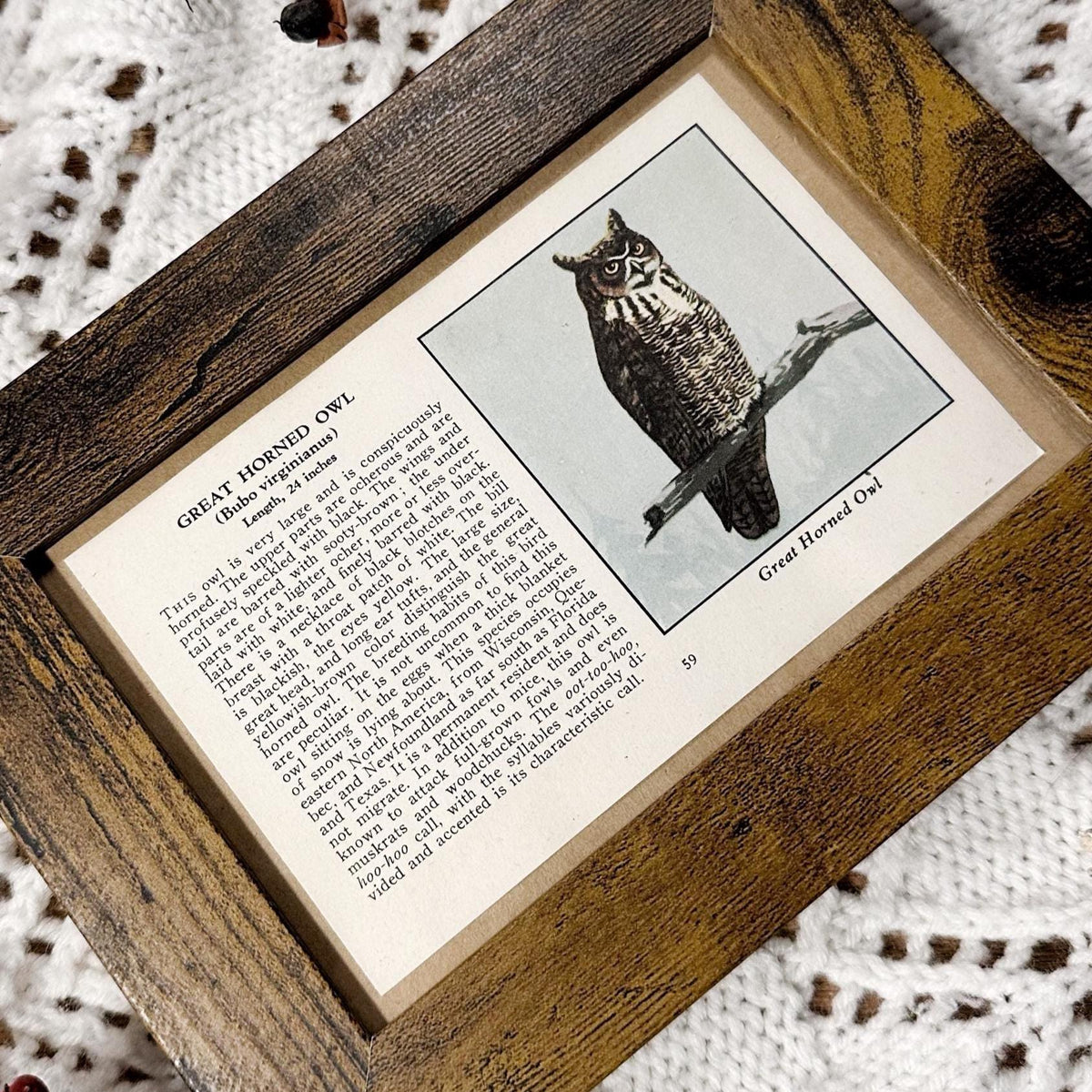 1931 The Great Horned Owl – 4x6 Framed Vintage 1930's Bird Book Page