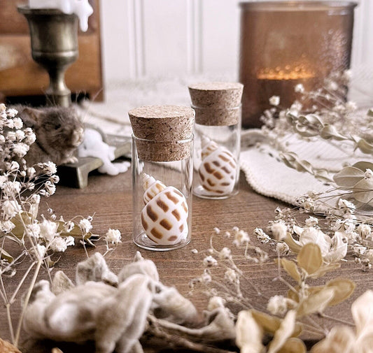 Petite Babylonia Shell in Glass Vial – No. 02