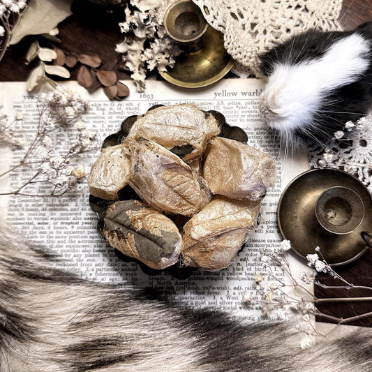 One Real Silk Moth Cocoon – No. 02