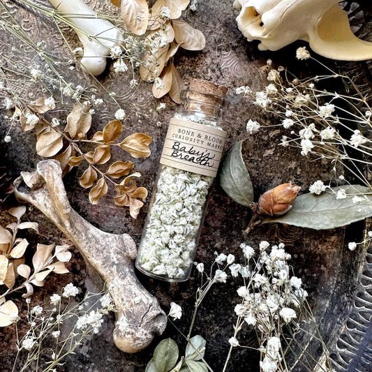 Dried Baby's Breath Buds in Glass Vial