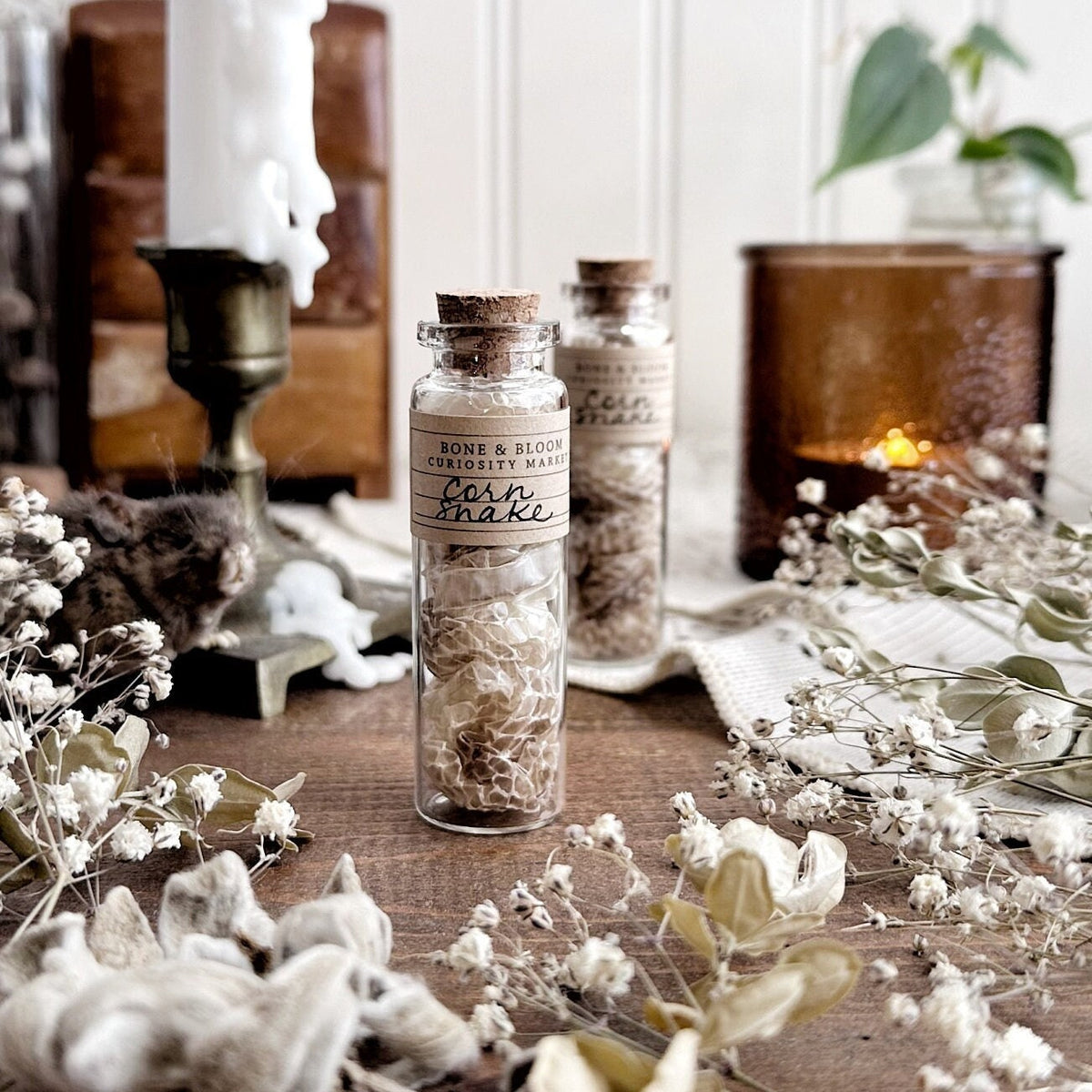 Real Corn Snake Skin in Glass Vial