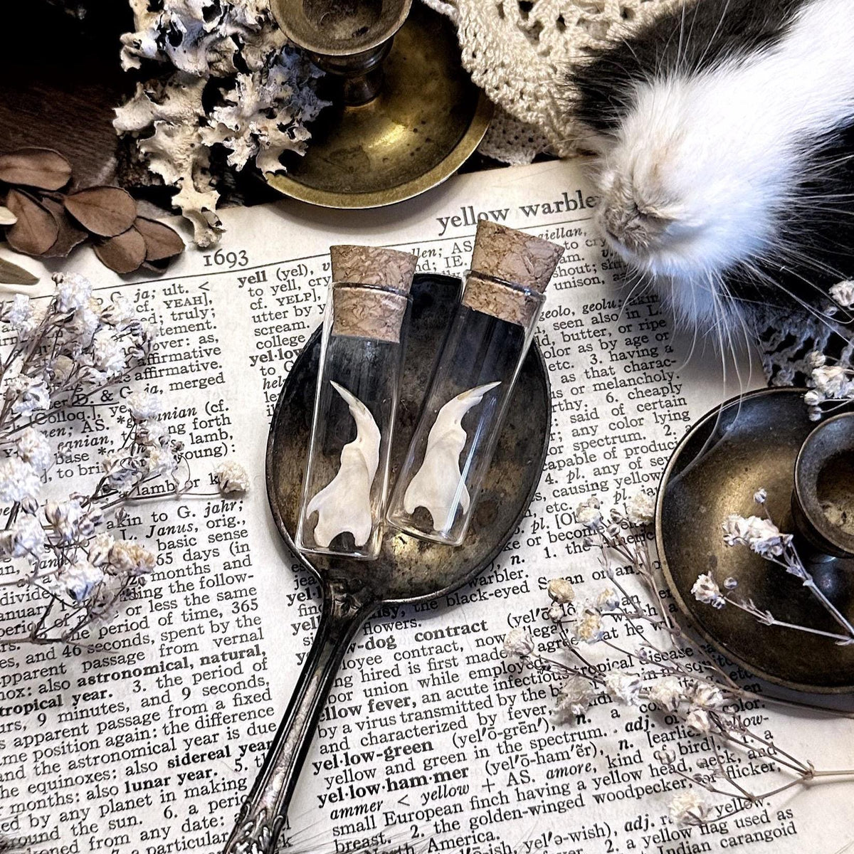 One Real Petite Rat Jawbone in Glass Vial – No. 01