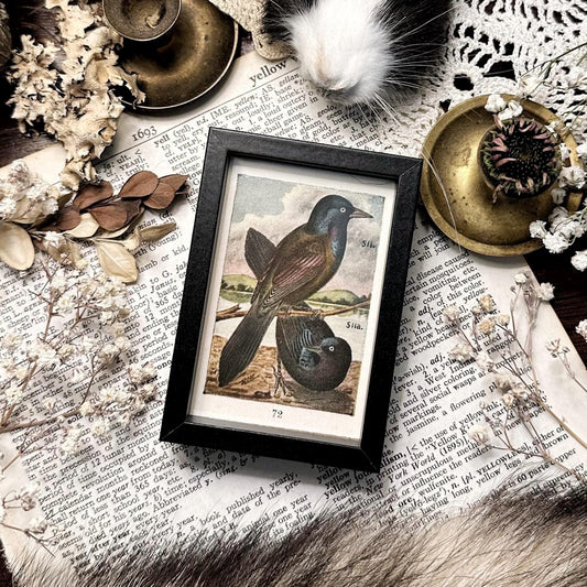 1916 The Grackle – 2x3 Tiny Framed Vintage Early 1900's Bird Print