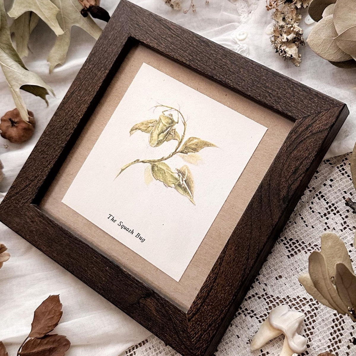 1937 The Squash Bug – 4x4 Framed Vintage 1930's Print