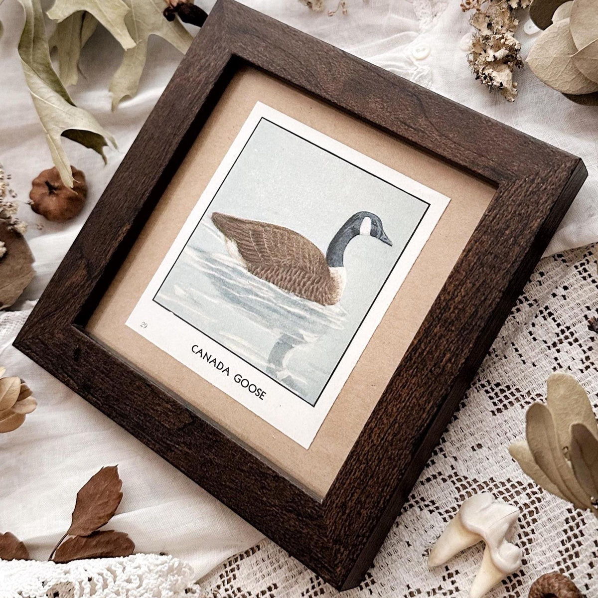 1931 The Canada Goose – 4x4 Framed Vintage 1930's Bird Print