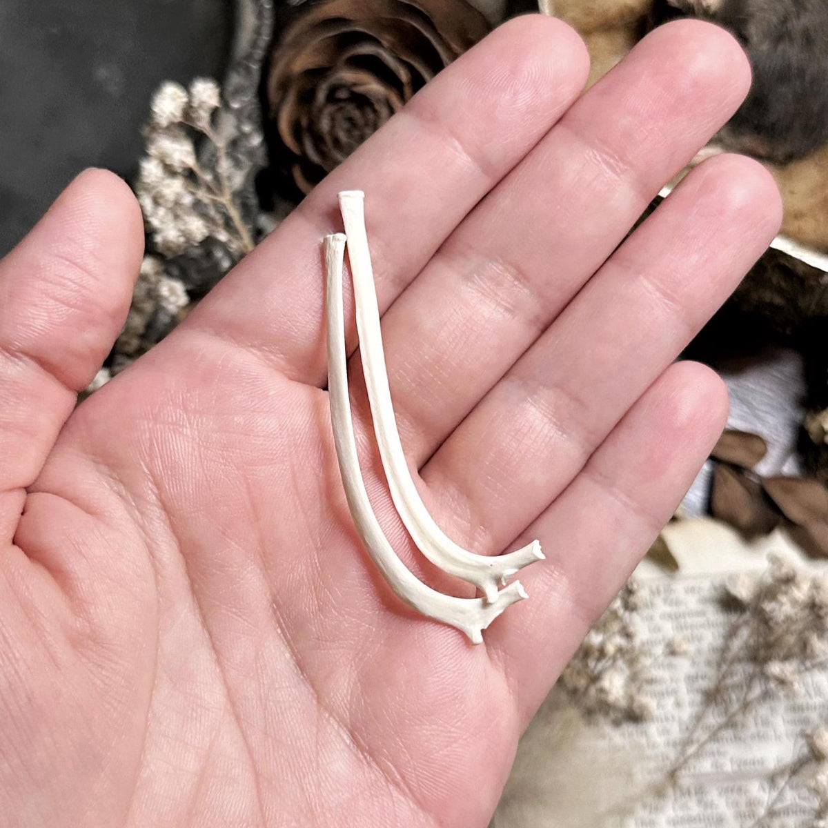 Real Pair of Rabbit Rib Bones