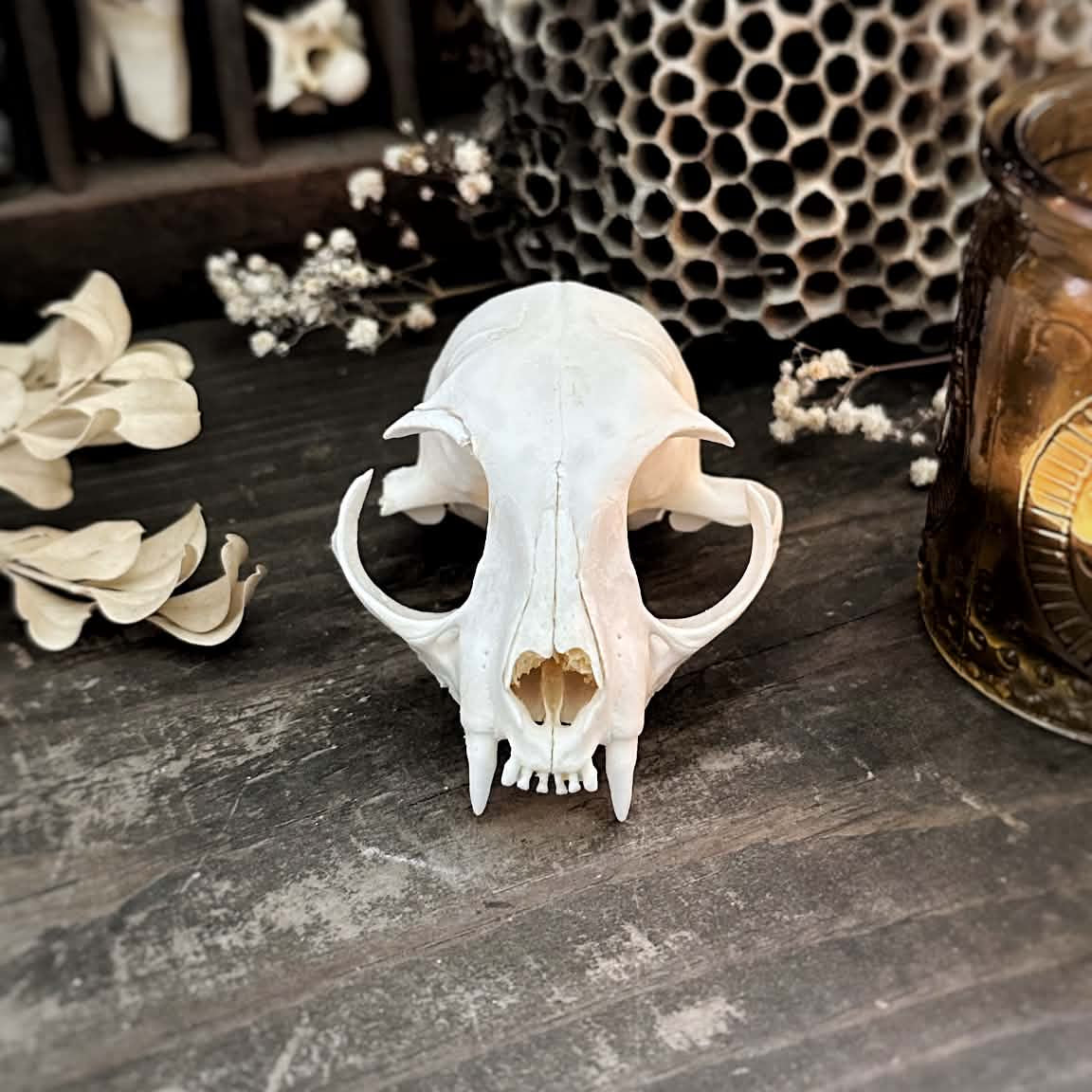 Real Cat Top Skull – Beatrix