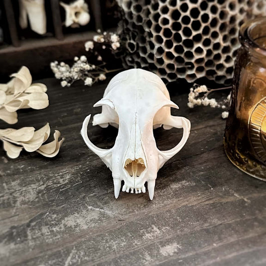 Real Cat Top Skull – Beatrix