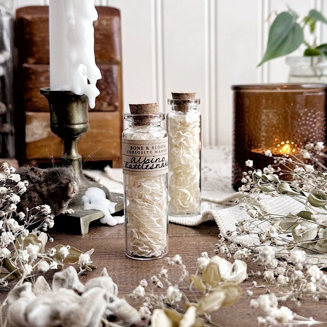 Real Albino Rattlesnake Skin in Glass Vial
