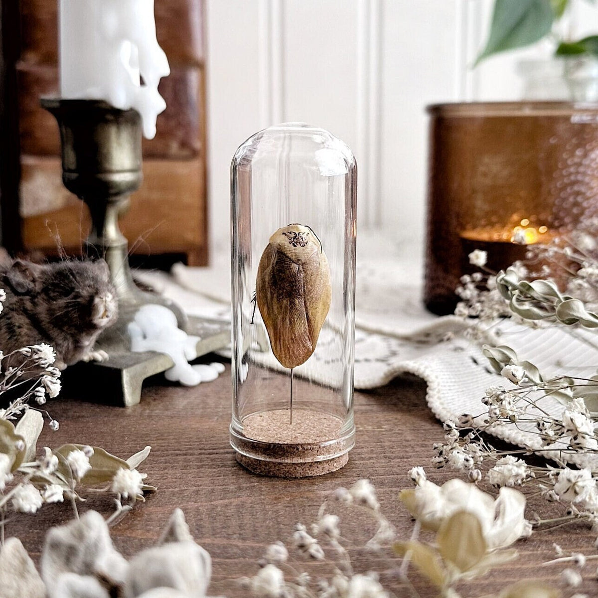 Real Roach Specimen in Glass Vial – No. 02