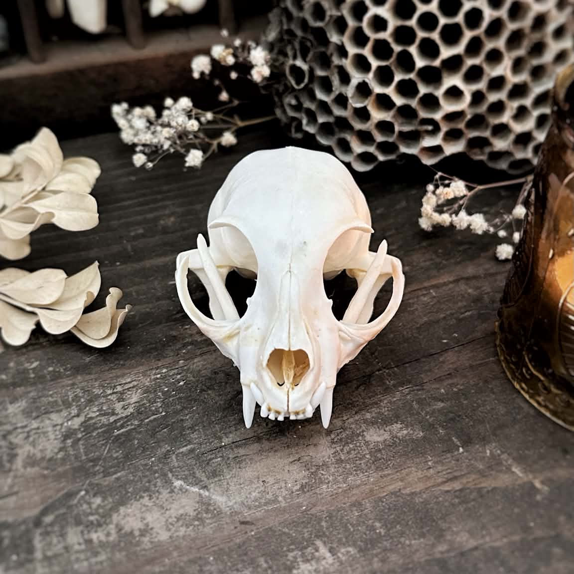 Real Cat Skull – Bridget