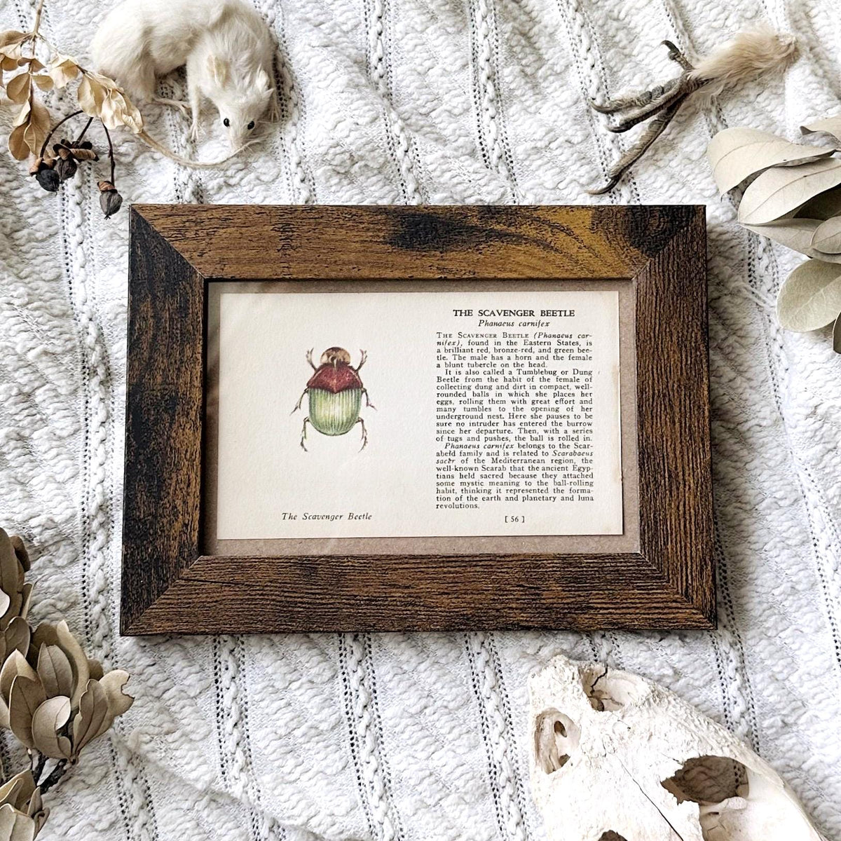 1937 The Scavenger Beetle – 4x6 Framed Vintage 1930's Insect Book Page