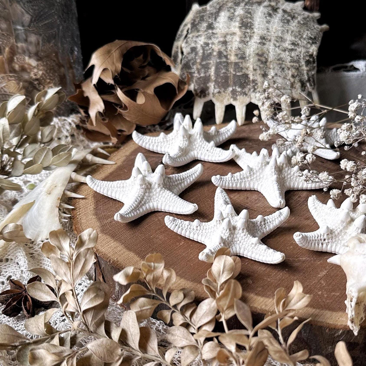 One Real Medium Dried Starfish – No. 02