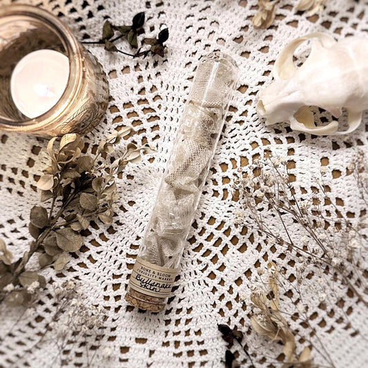 Real Full Bullsnake Skin in Glass Dome – No. 01