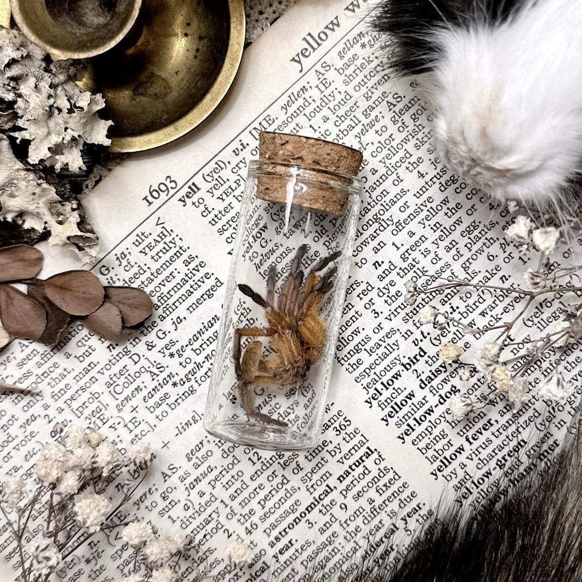 Petite Orange Tarantula Molt in Glass Vial – No. 23