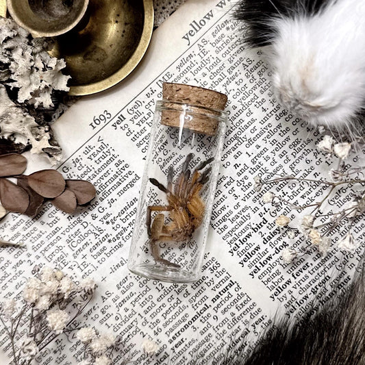Petite Orange Tarantula Molt in Glass Vial – No. 23