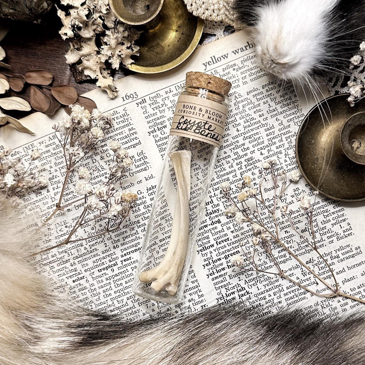 Real Rustic Coyote Rib Bones in Glass Vial – No. 01