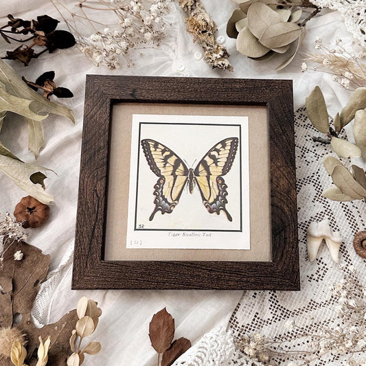 1934 The Tiger Swallowtail Butterfly – 4x4 Framed Vintage 1930's Print