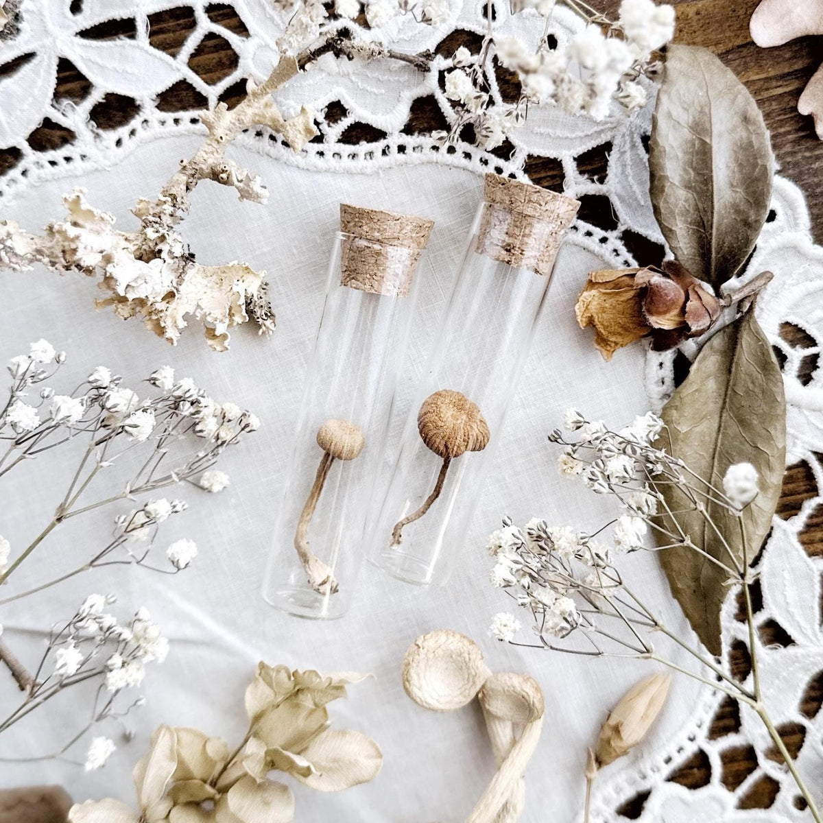 Petite Dried Mushroom in Glass Vial – No. 01