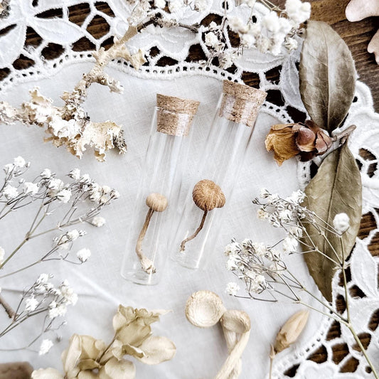 Petite Dried Mushroom in Glass Vial – No. 01