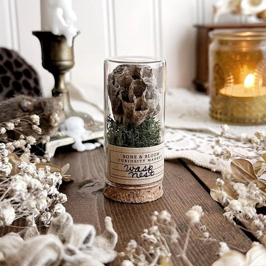 Real Petite Wasp Nest in Glass Vial