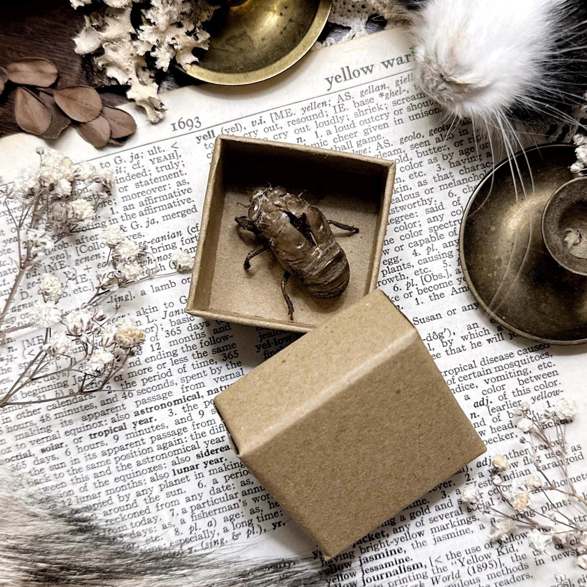 Real Hand Selected Cicada Molt in Mini Kraft Box – No. 01