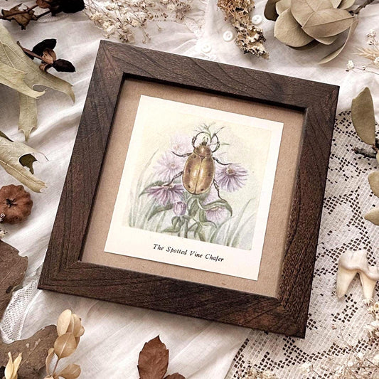 1937 The Spotted Vine Chafer – 4x4 Framed Vintage 1930's Print