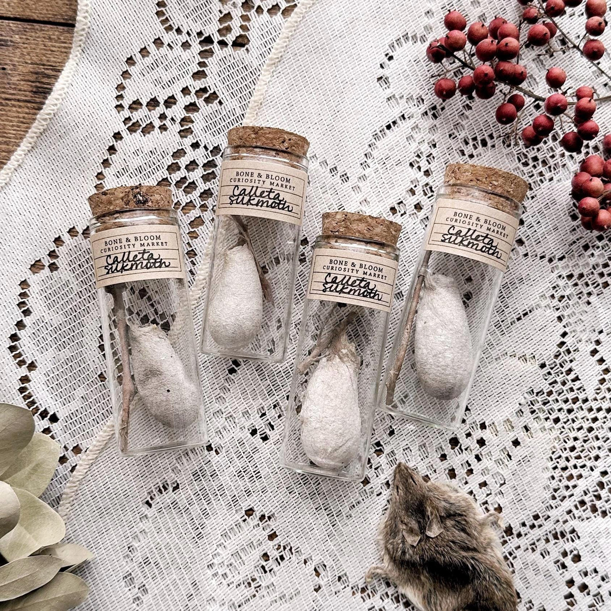 One Real Calleta Silk Moth Cocoon in Glass Vial – No. 01