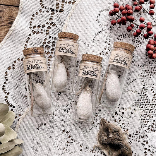 One Real Calleta Silk Moth Cocoon in Glass Vial – No. 01