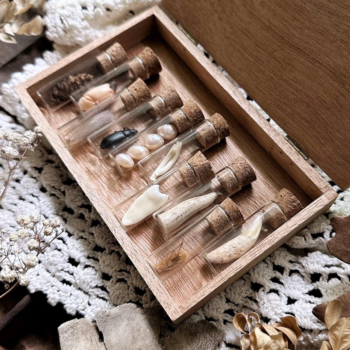 Gorgeous Petite Natural History Collection in Cigar Box