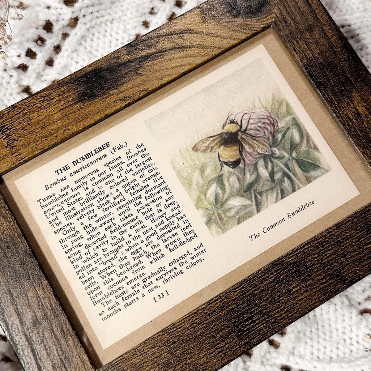 1937 The Bumblebee – Framed Vintage 1930's Insect Book Page