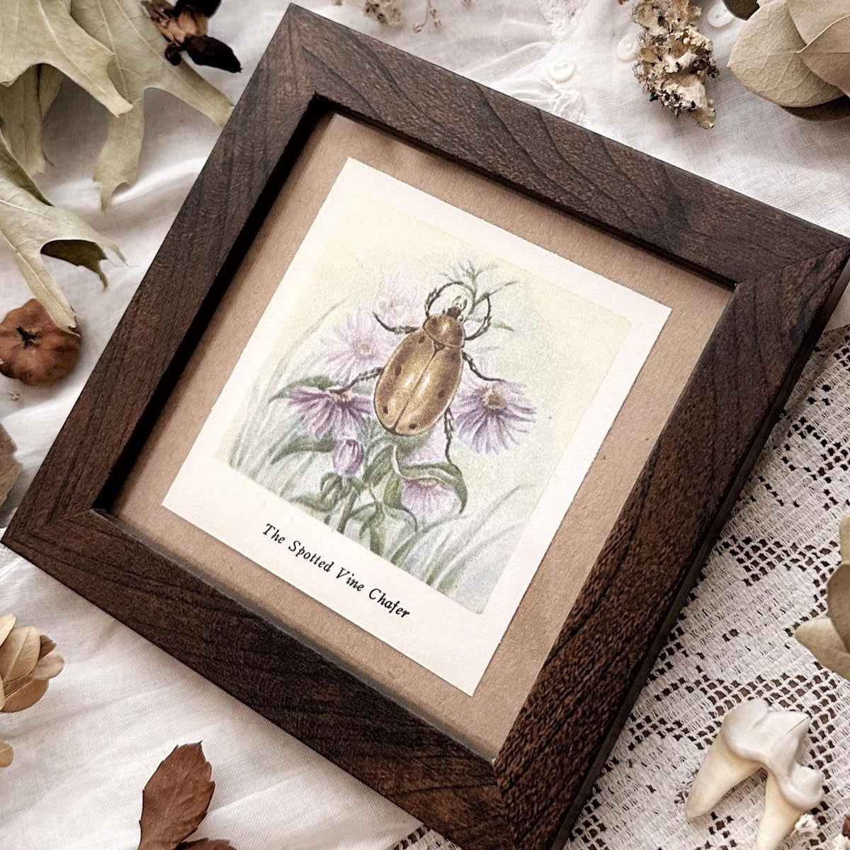 1937 The Spotted Vine Chafer – 4x4 Framed Vintage 1930's Print