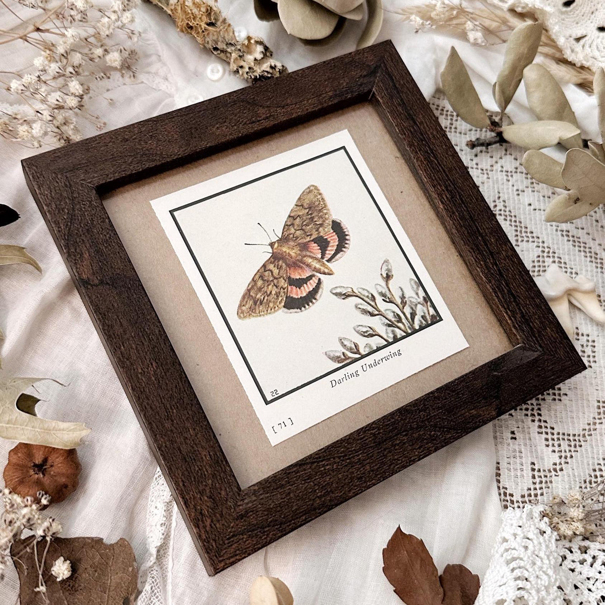1934 The Darling Underwing Moth – 4x4 Framed Vintage 1930's Print