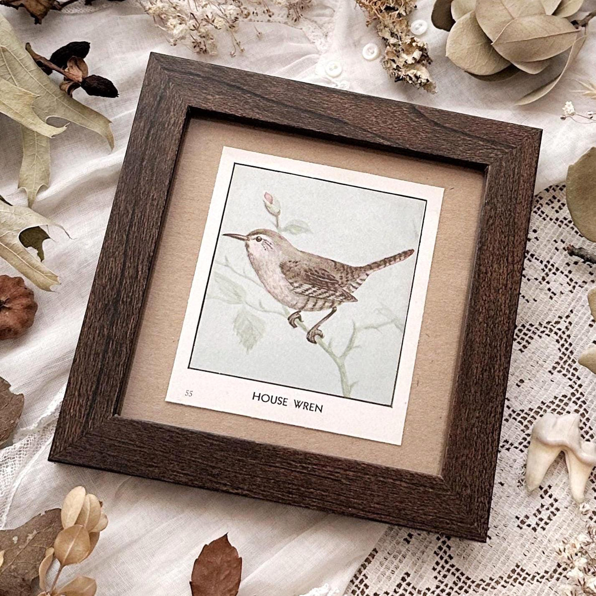 1931 The House Wren – 4x4 Framed Vintage 1930's Bird Print