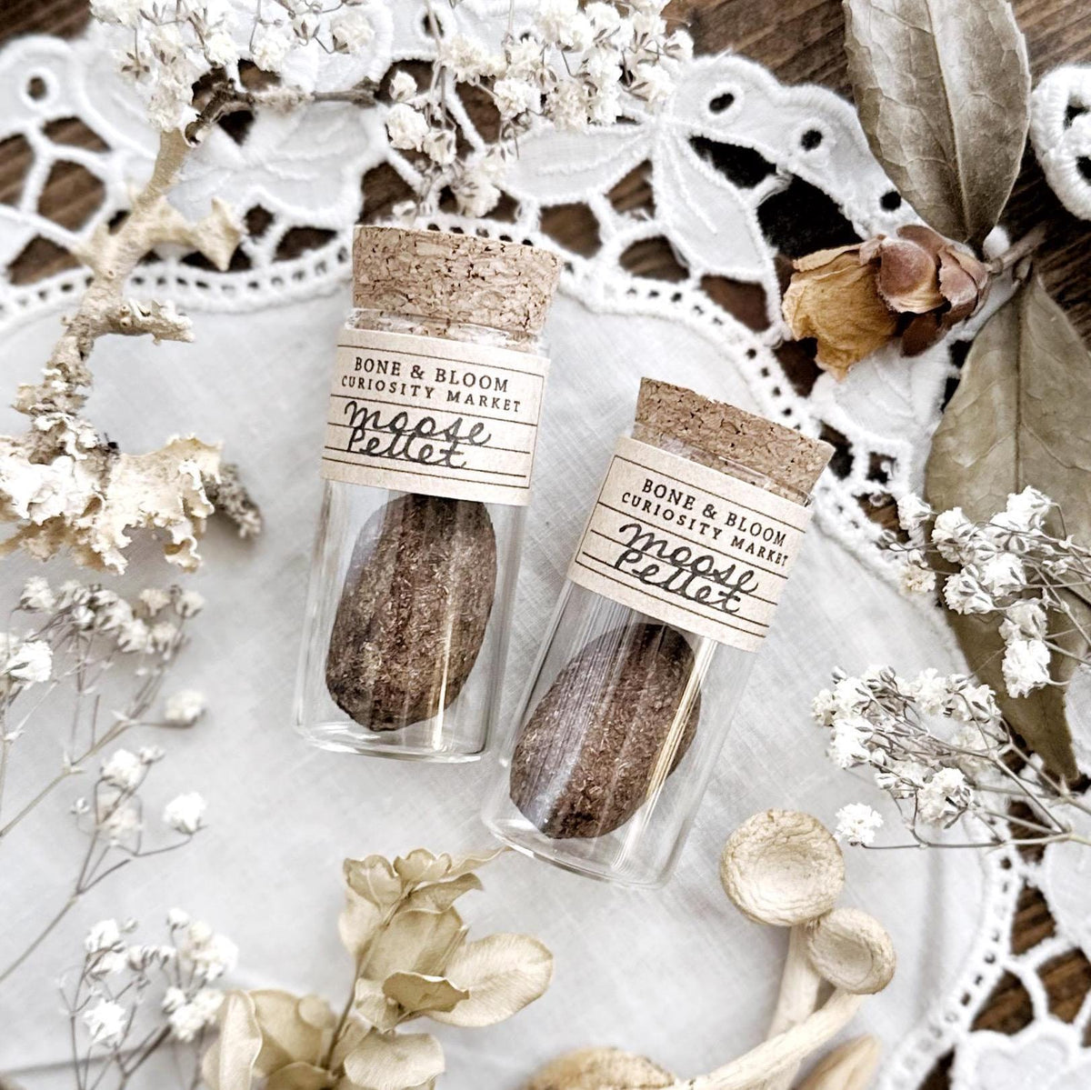 One Real Dried Moose Pellet in Glass Vial