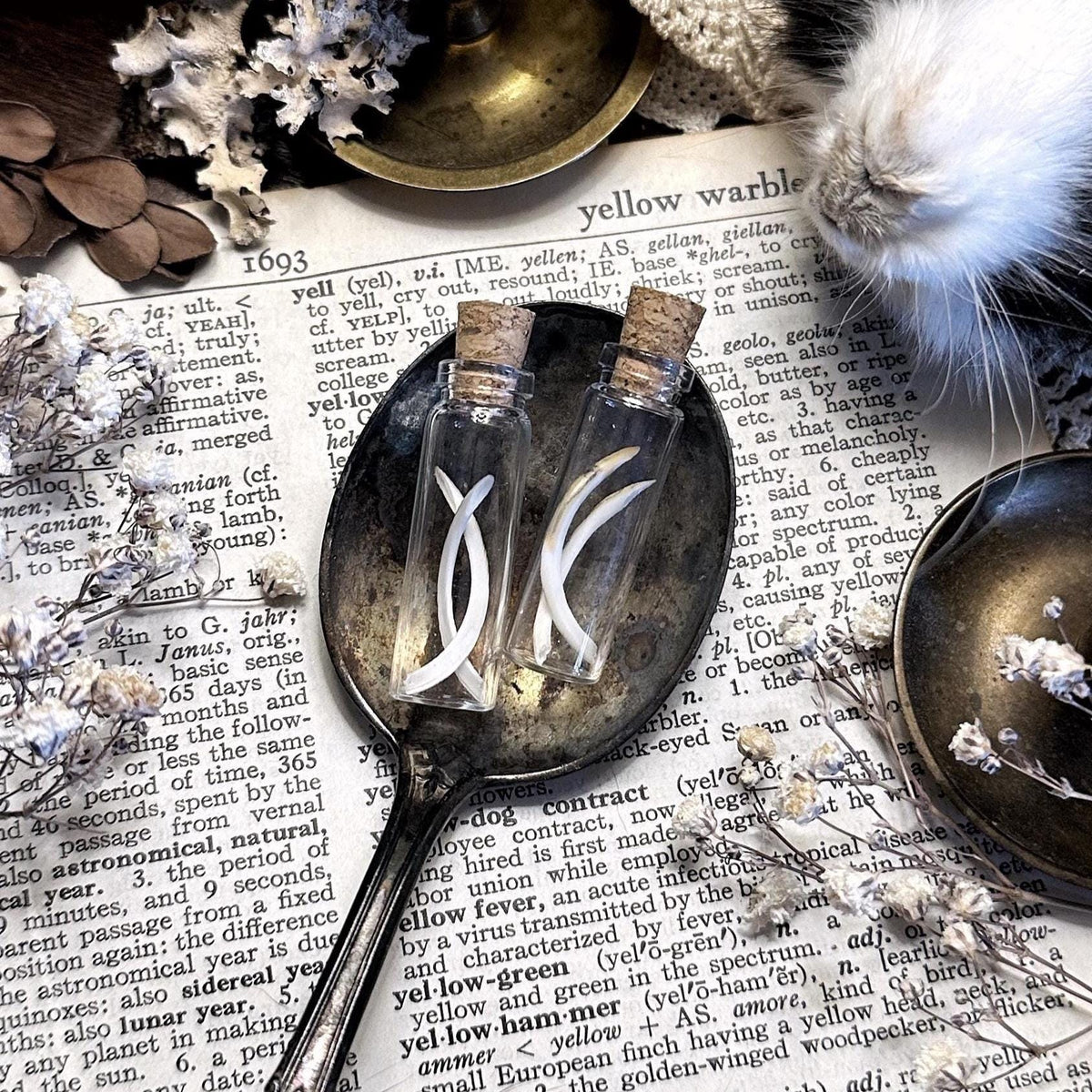 Real Rat Teeth in Tiny Glass Vial – No. 02