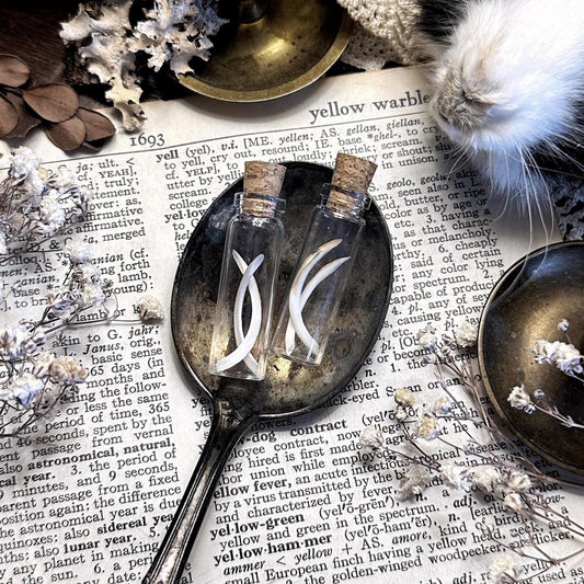 Real Rat Teeth in Tiny Glass Vial – No. 02