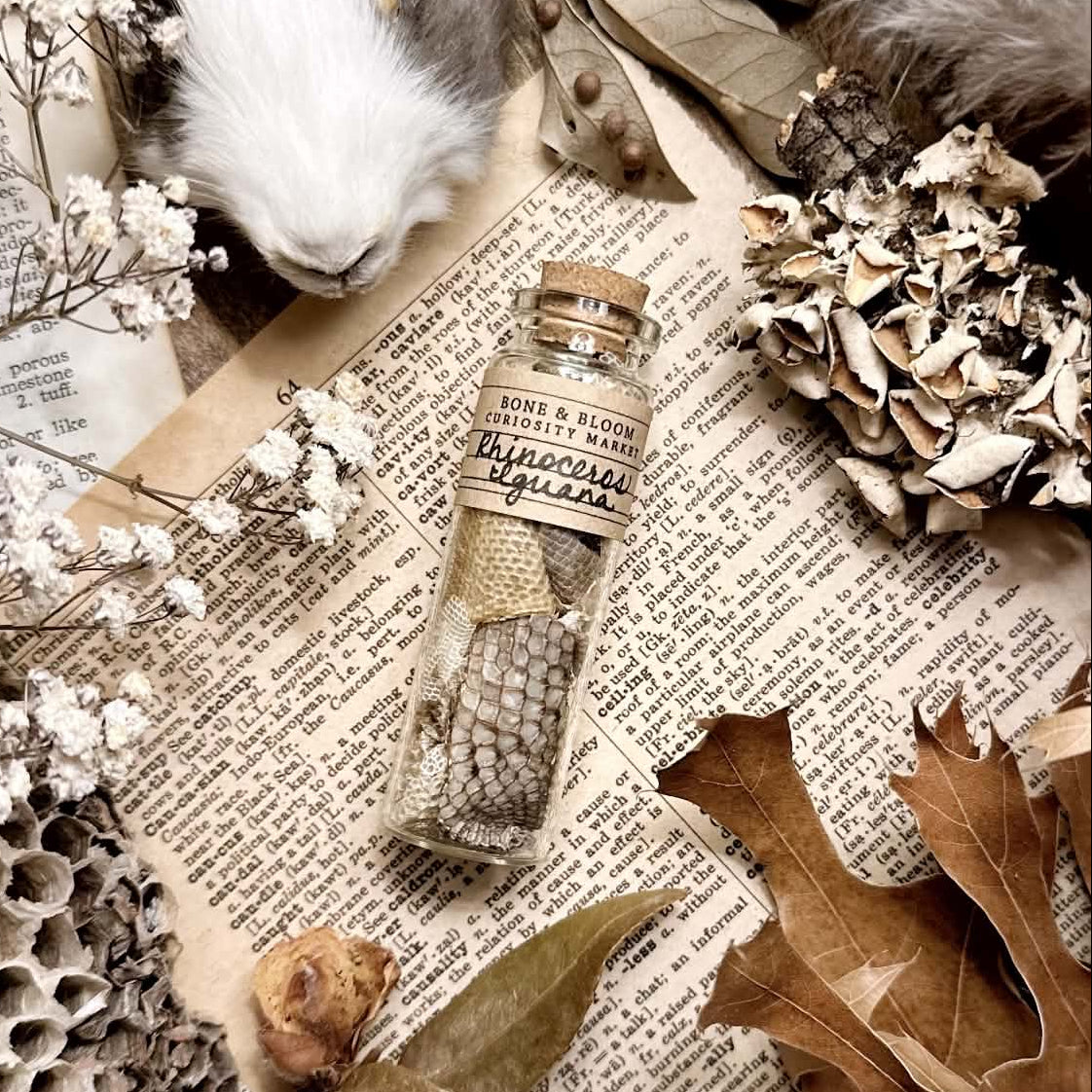 Real Rhino Iguana Skin in Glass Vial