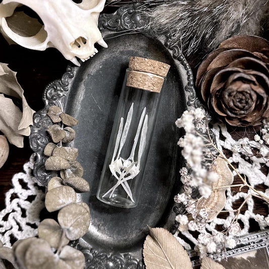 Real Fish Vertebrae Bones in Glass Vial – No. 02