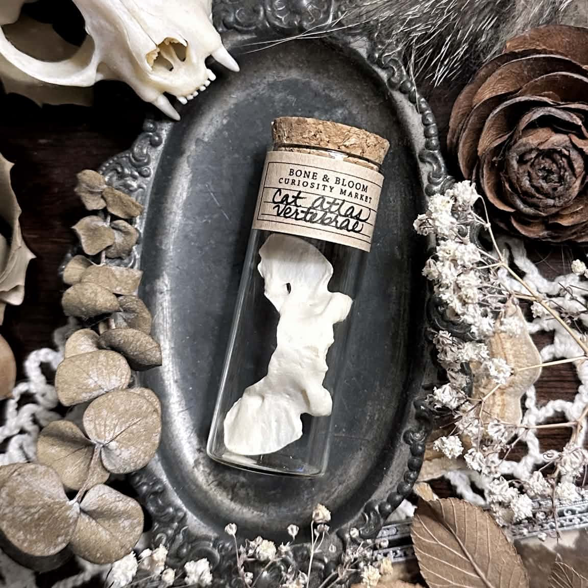 Real Cat Atlas Vertebrae Bone in Glass Vial