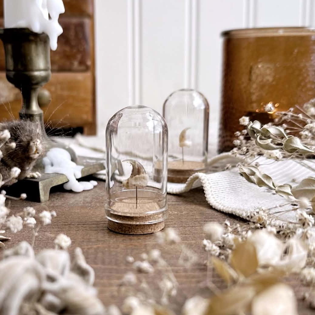 One Real Cat Claw in Mini Glass Dome