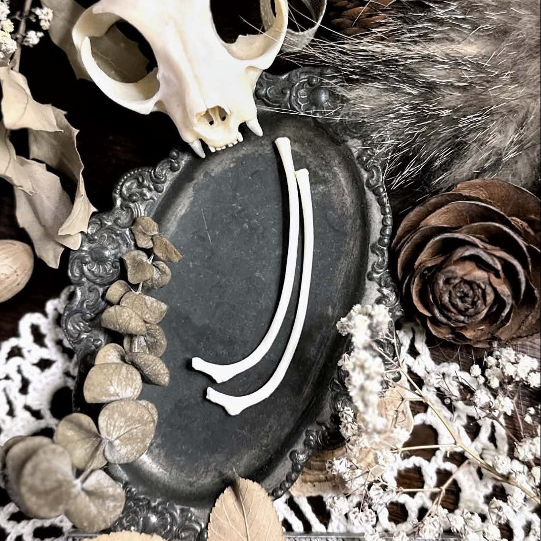 Real Pair of Cat Rib Bones