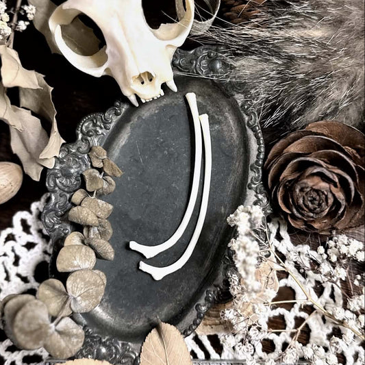 Real Pair of Cat Rib Bones