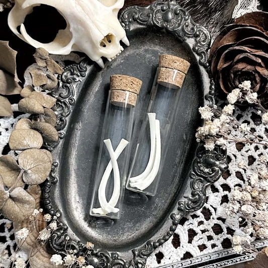 Real Cat Rib Bones in Glass Vial – No. 03