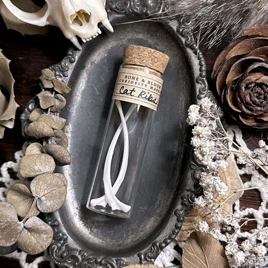 Real Cat Rib Bones in Glass Vial – No. 01