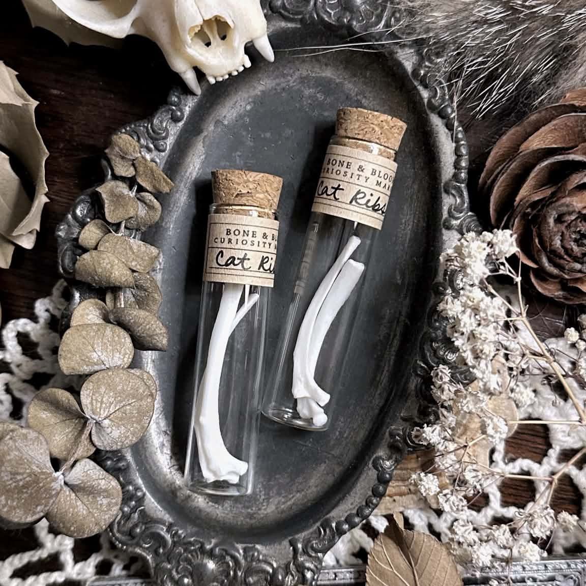 Real Cat Rib Bones in Glass Vial – No. 02